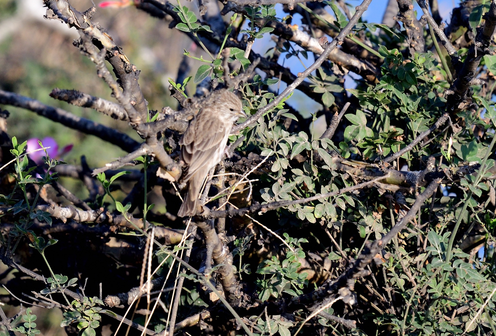 Yemen Serin