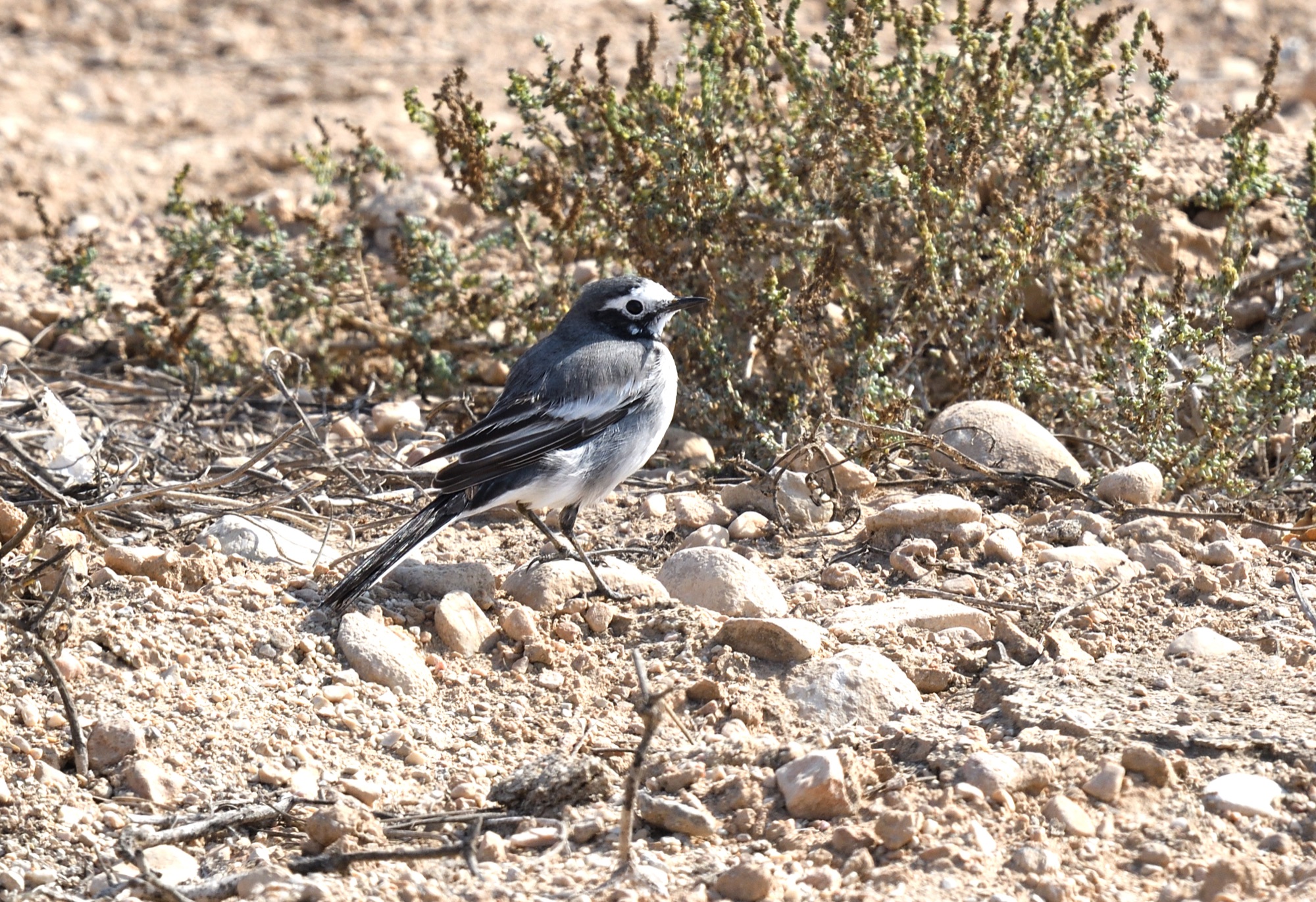 masked wagtail