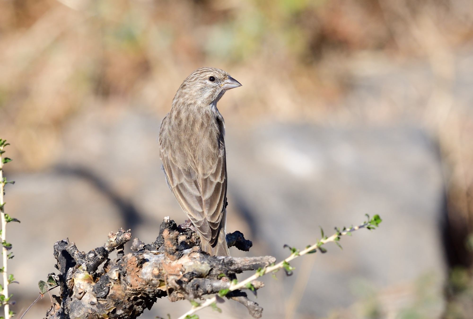 yemen serin