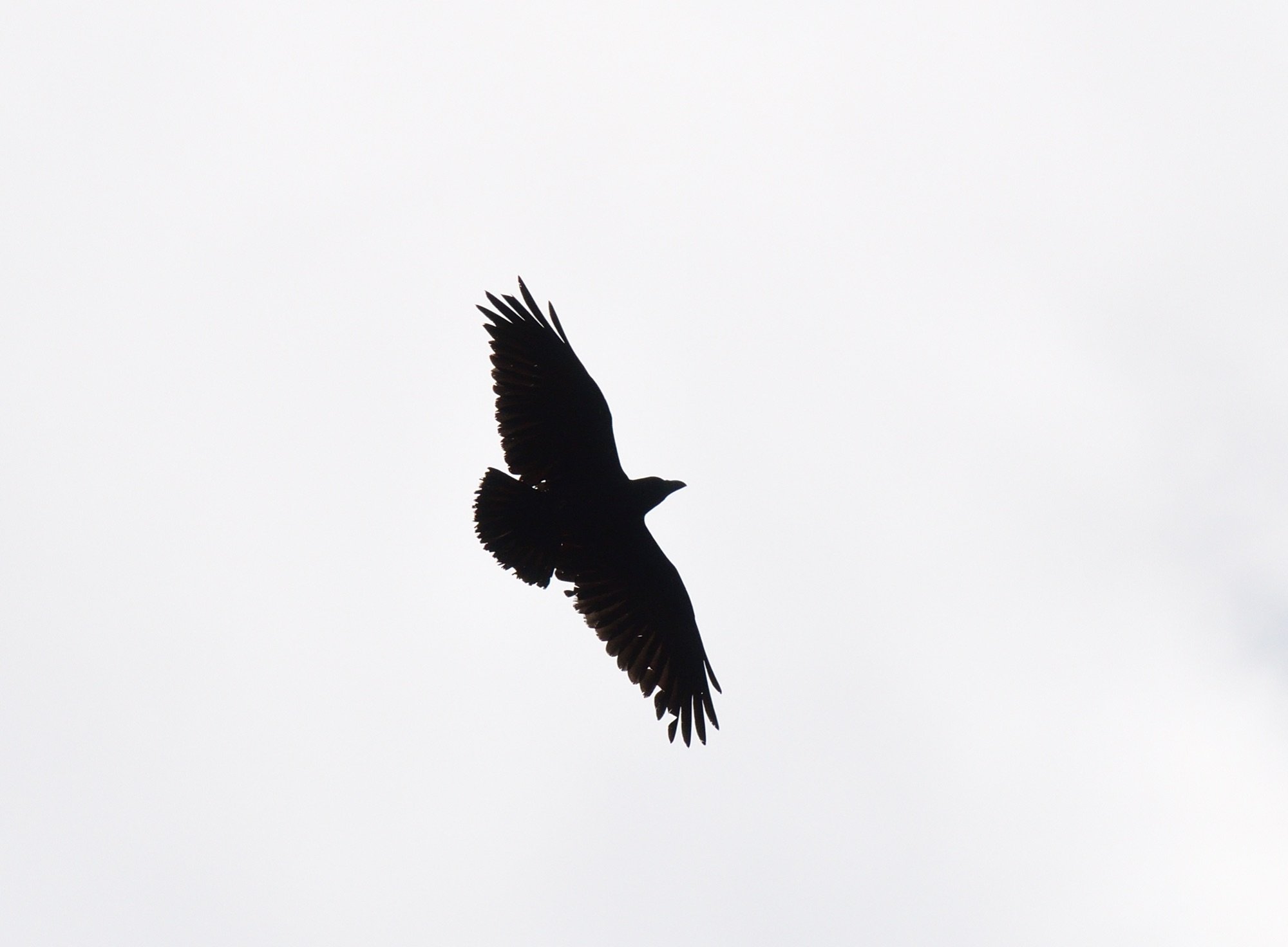 Fan-tailed Raven
