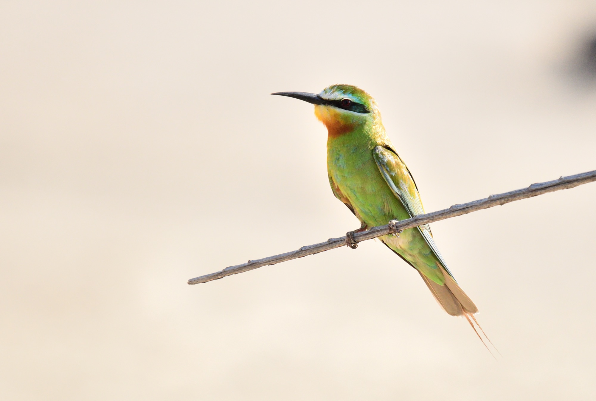 Blue-cheeked Bee-eater