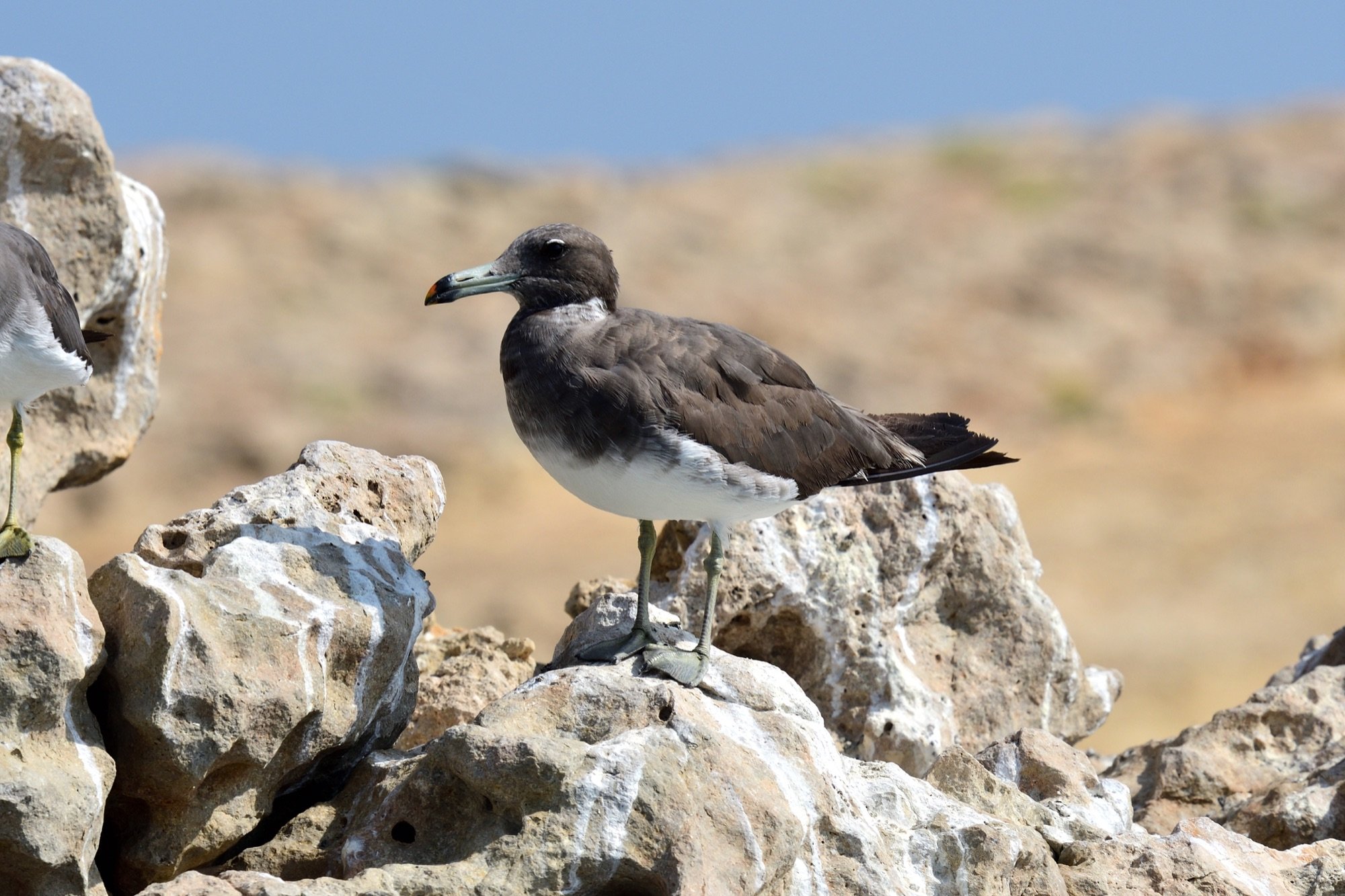 Sooty Gull