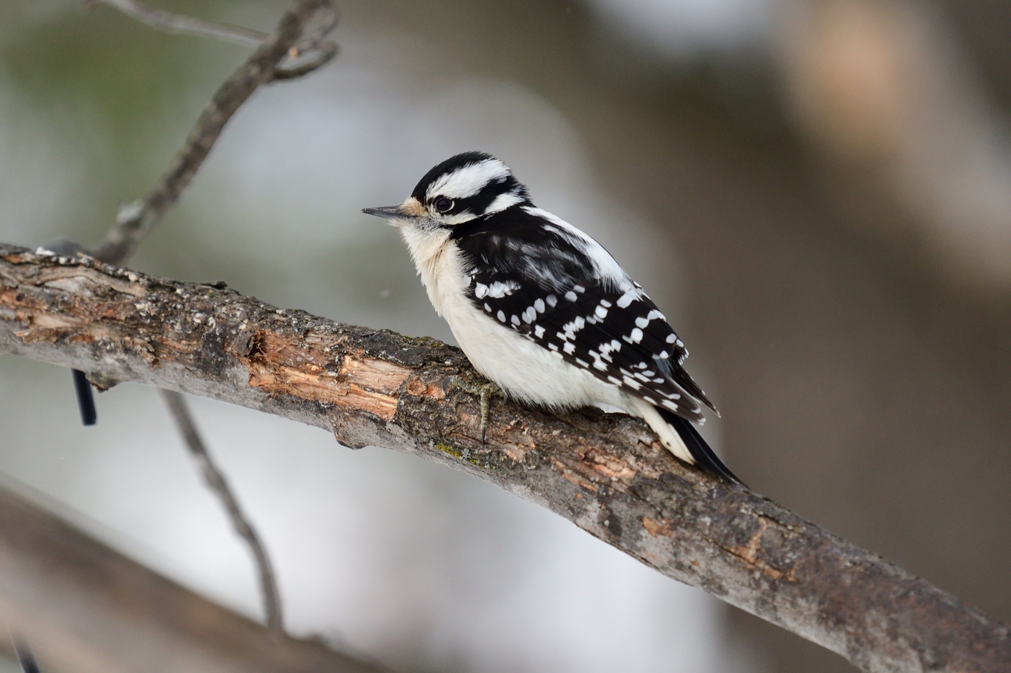 downy woodpecker