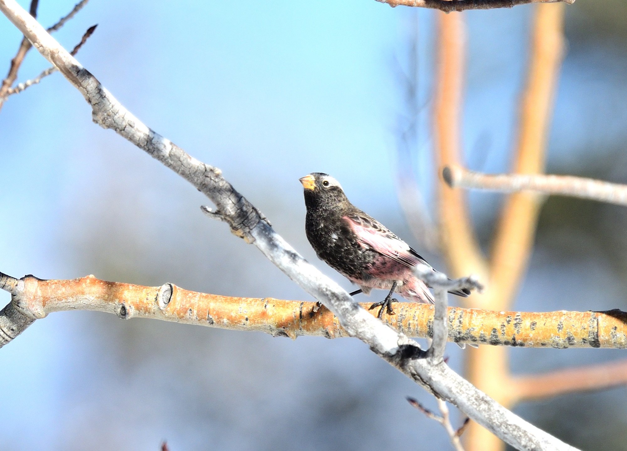 Black Rosy-Finch