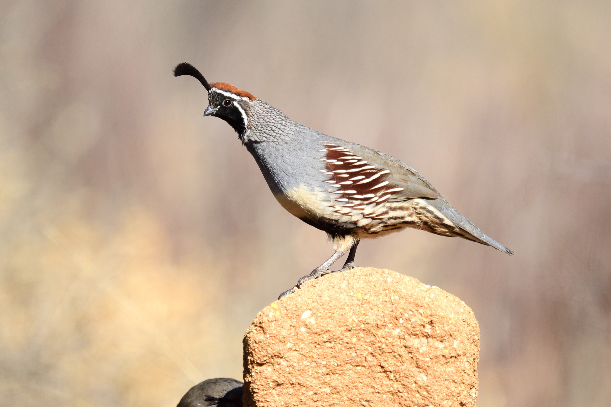 Gambel's Quail