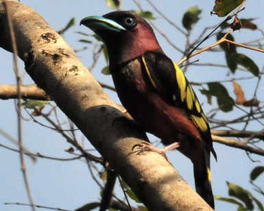 Banded-Broadbill