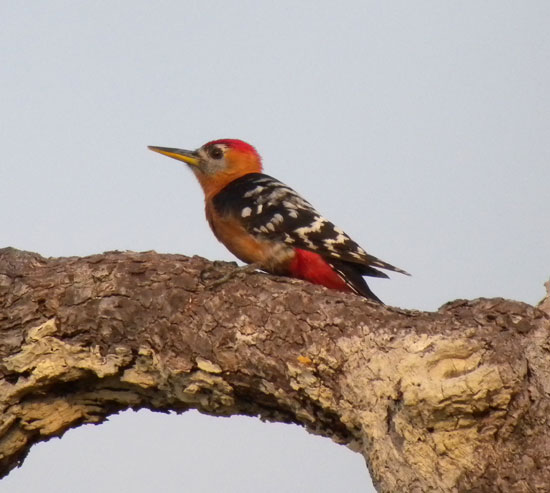 Rufous-bellied-Woodpecker