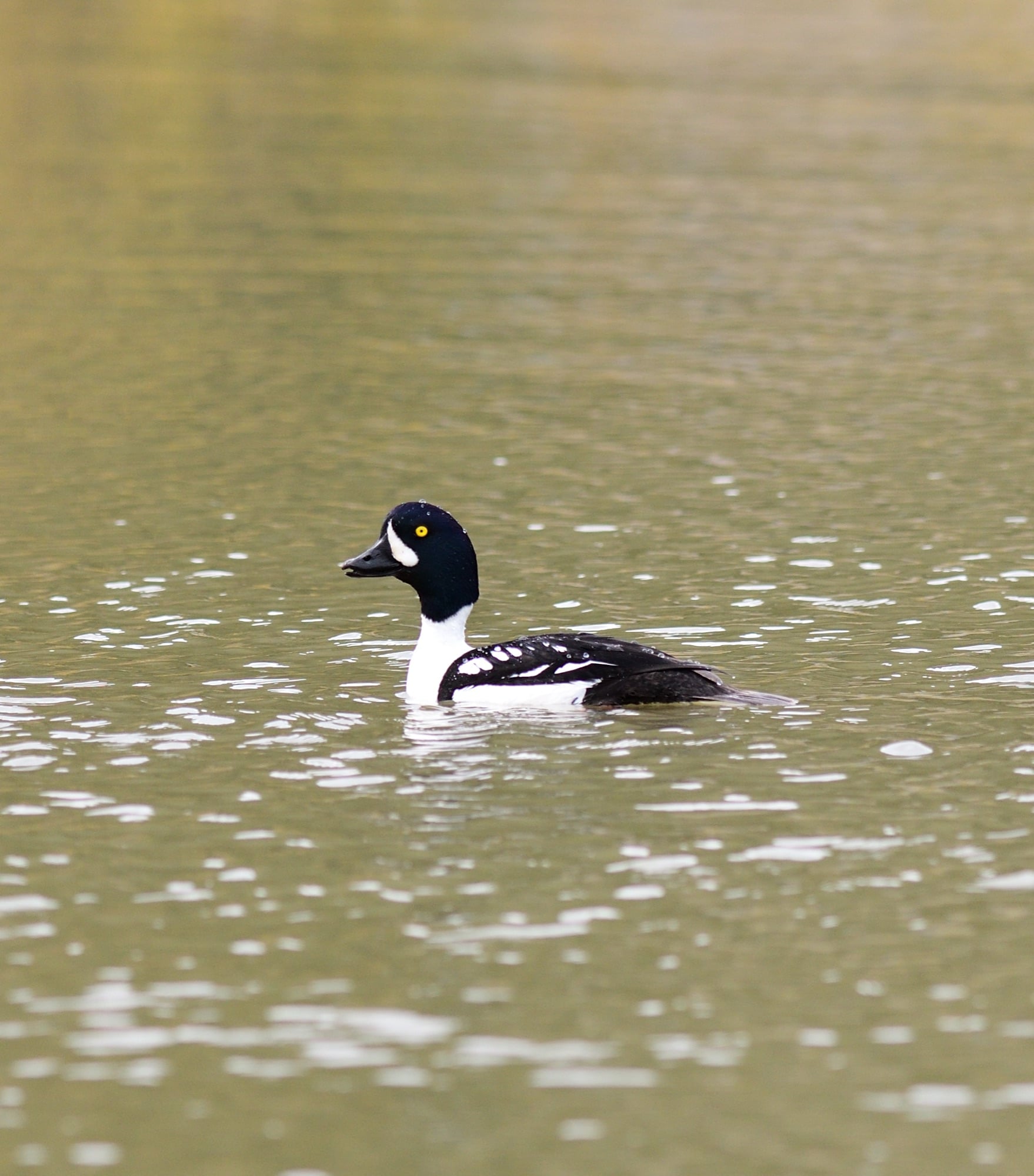 barrow's goldeneye