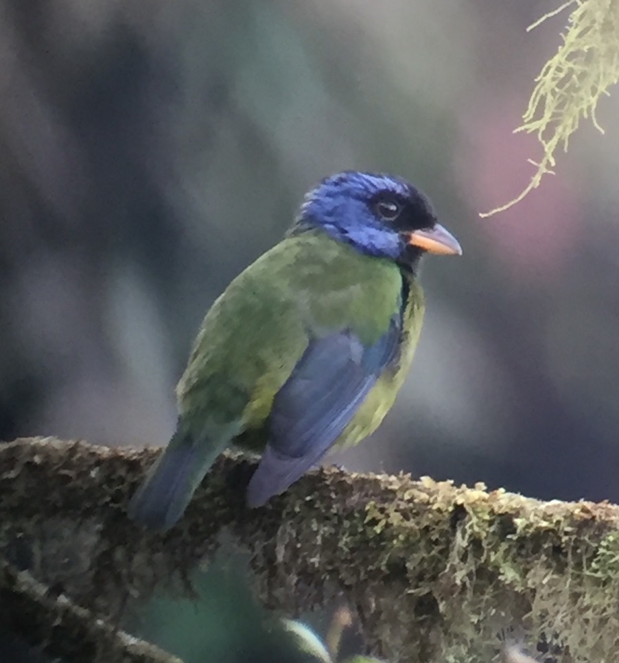 moss-backed tanager