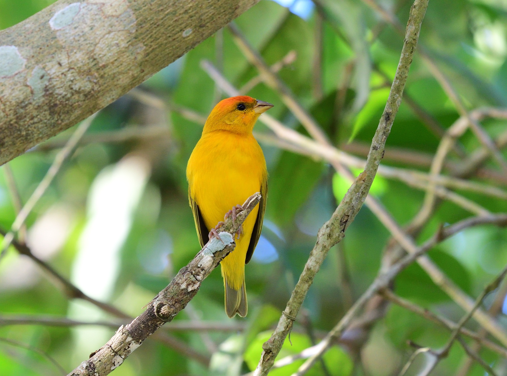 orange-fronted yellow-finch