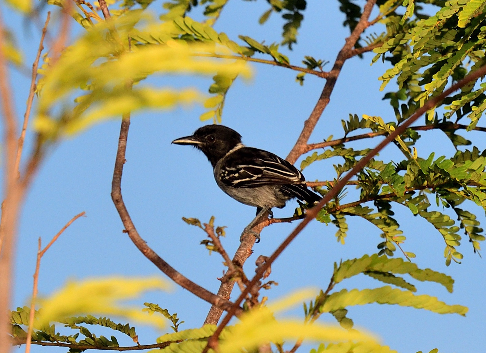 black-crested antshrike