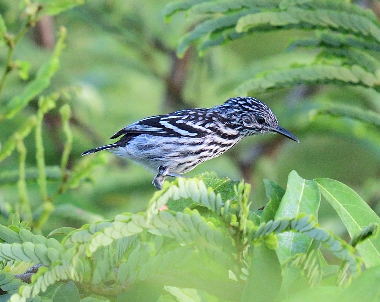 cherrie's antwren