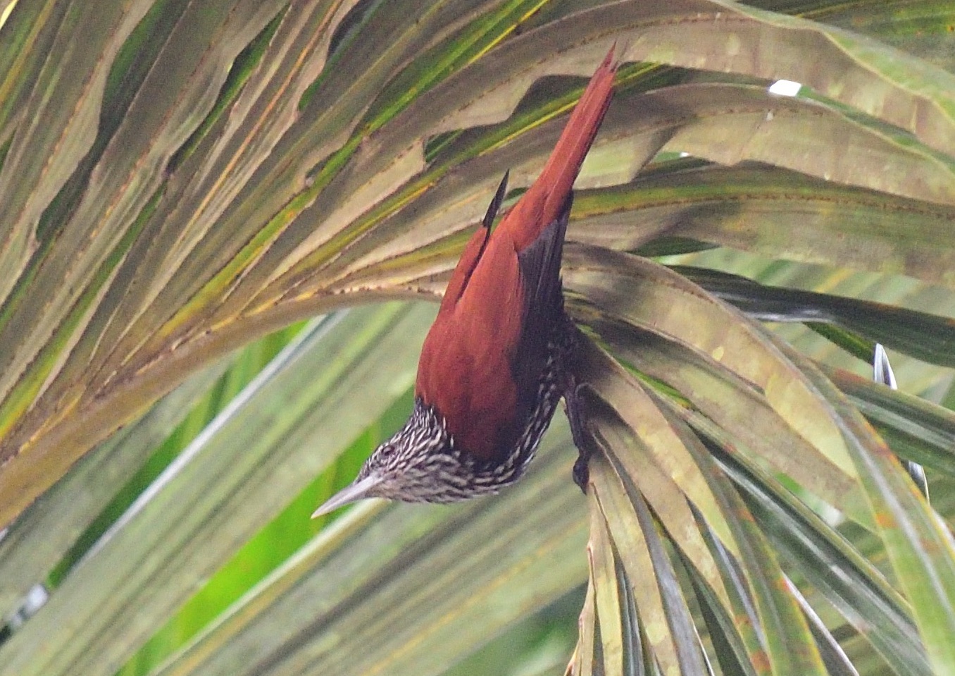point-tailed palmcreeper