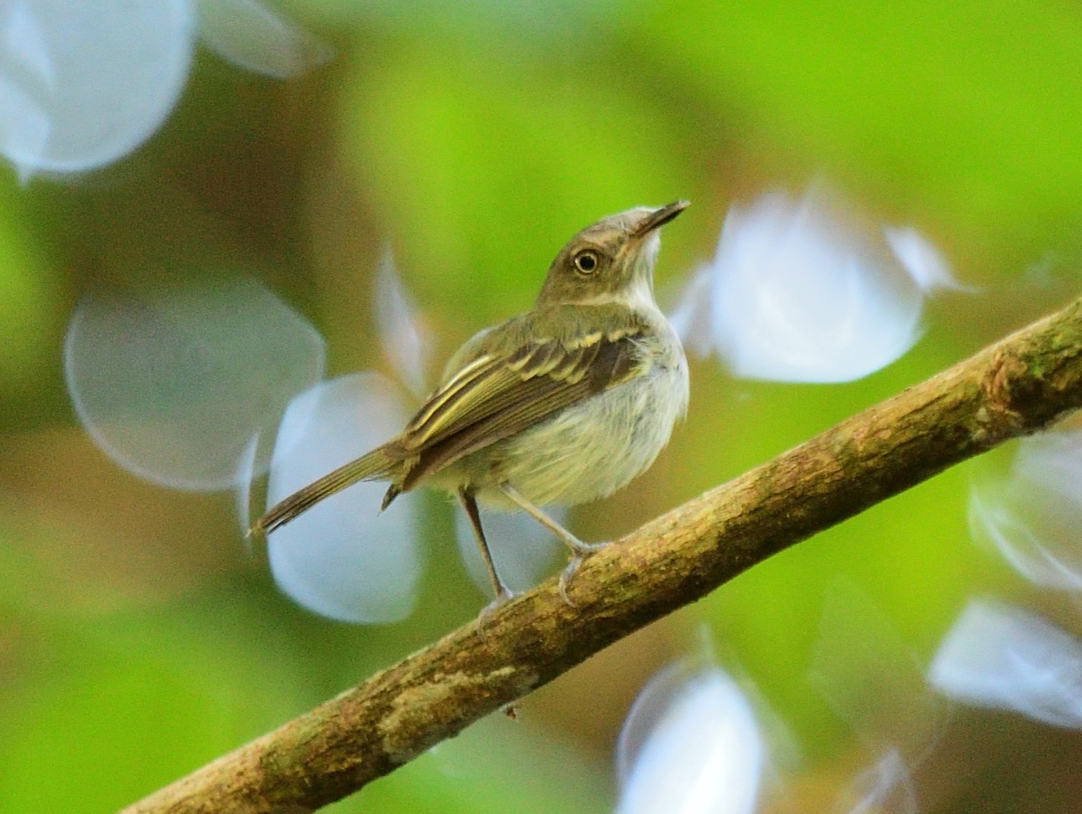 snethlage's tody-tyrant