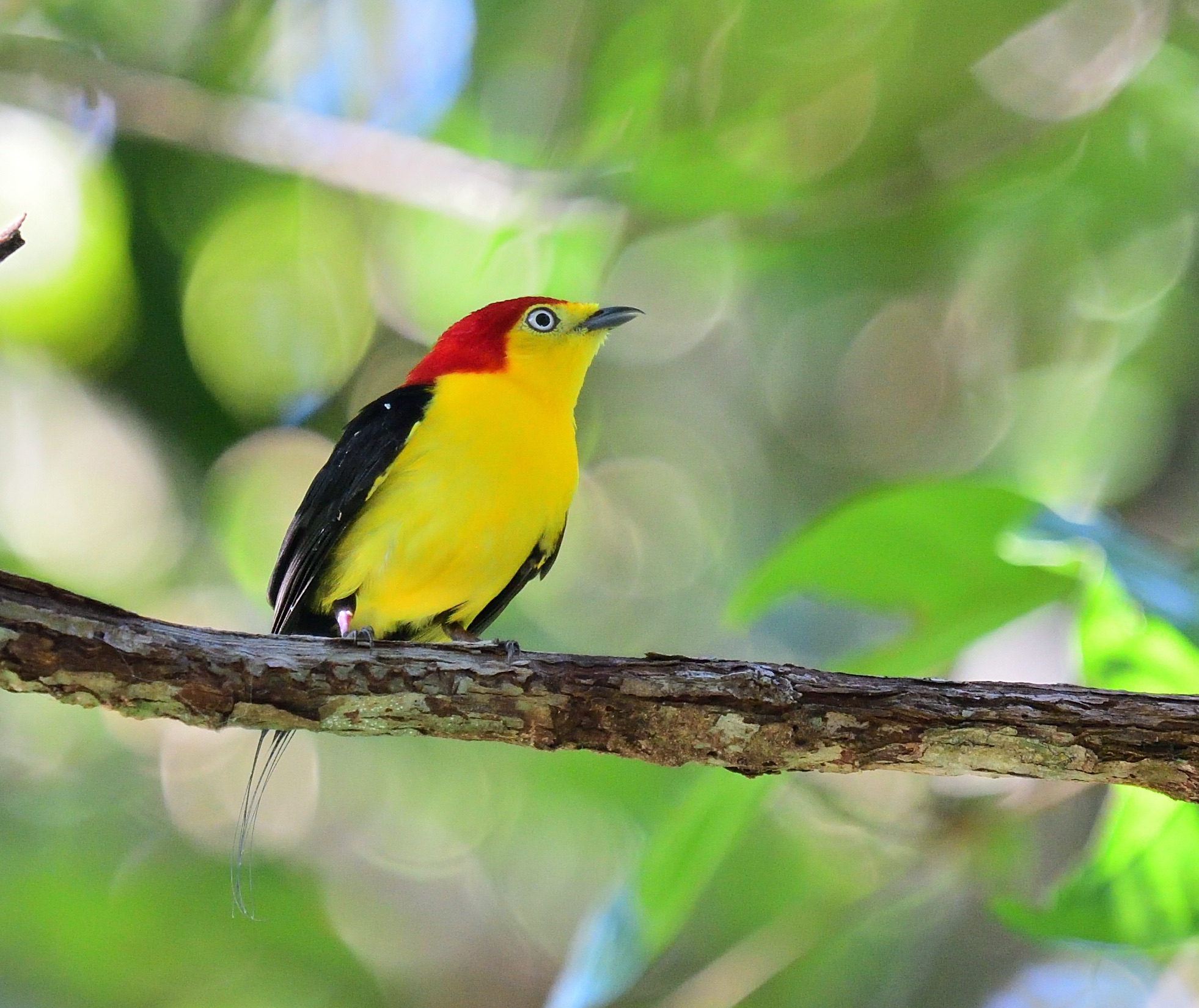 wire-tailed Manakin