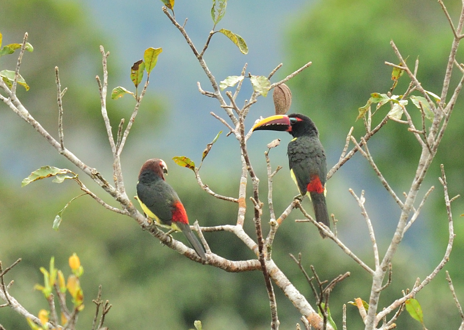 green aracari