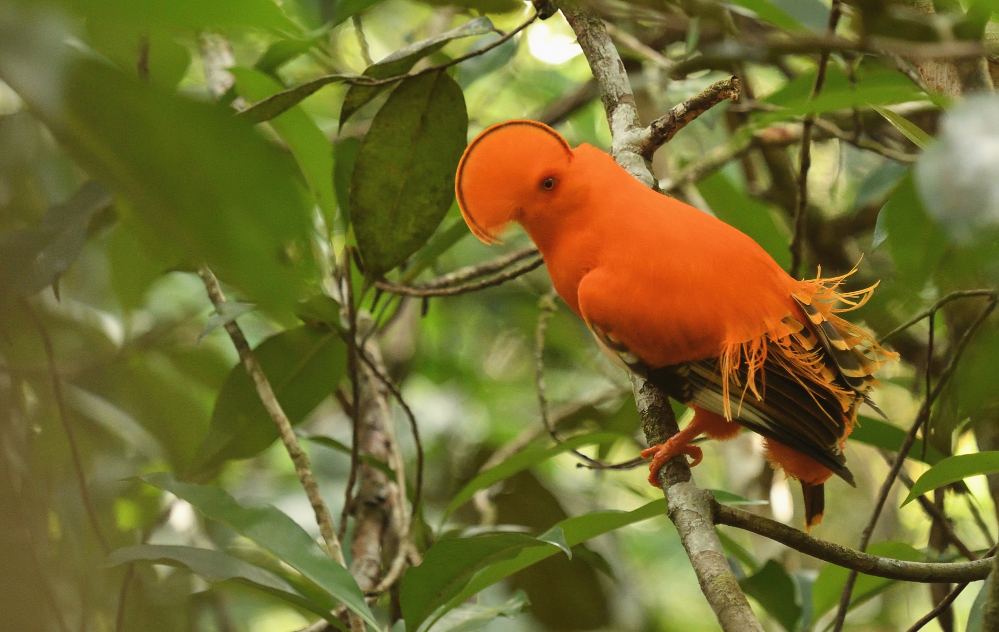 guianan cock-of-the-rock