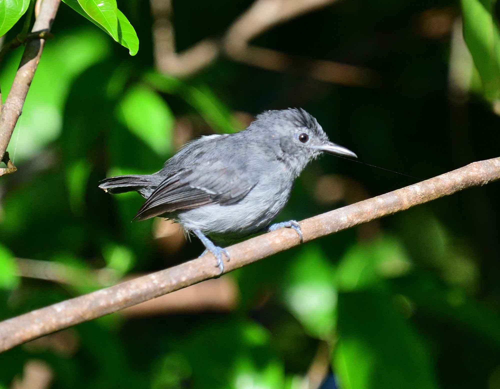 leaden antwren