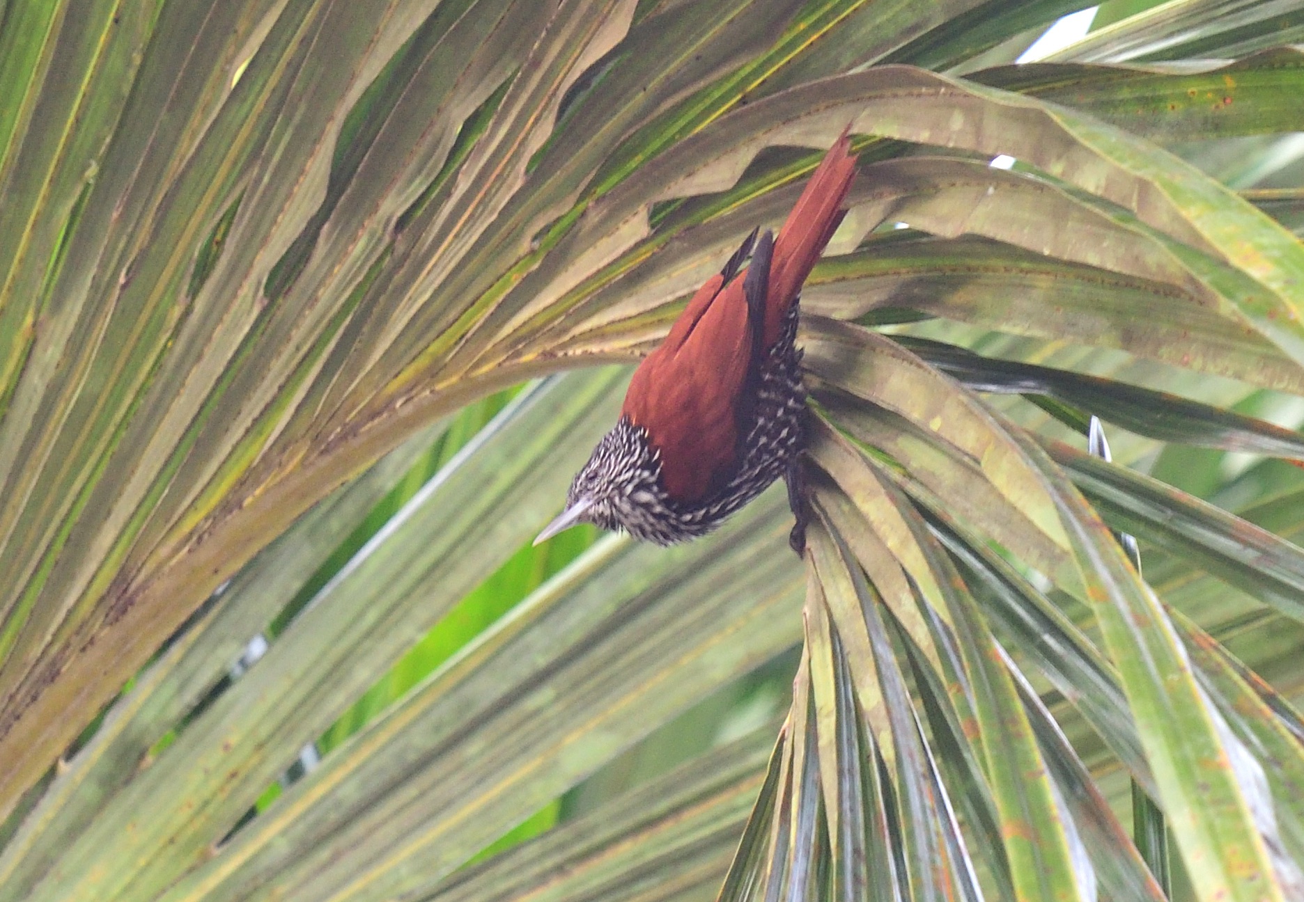 point-tailed palmcreeper