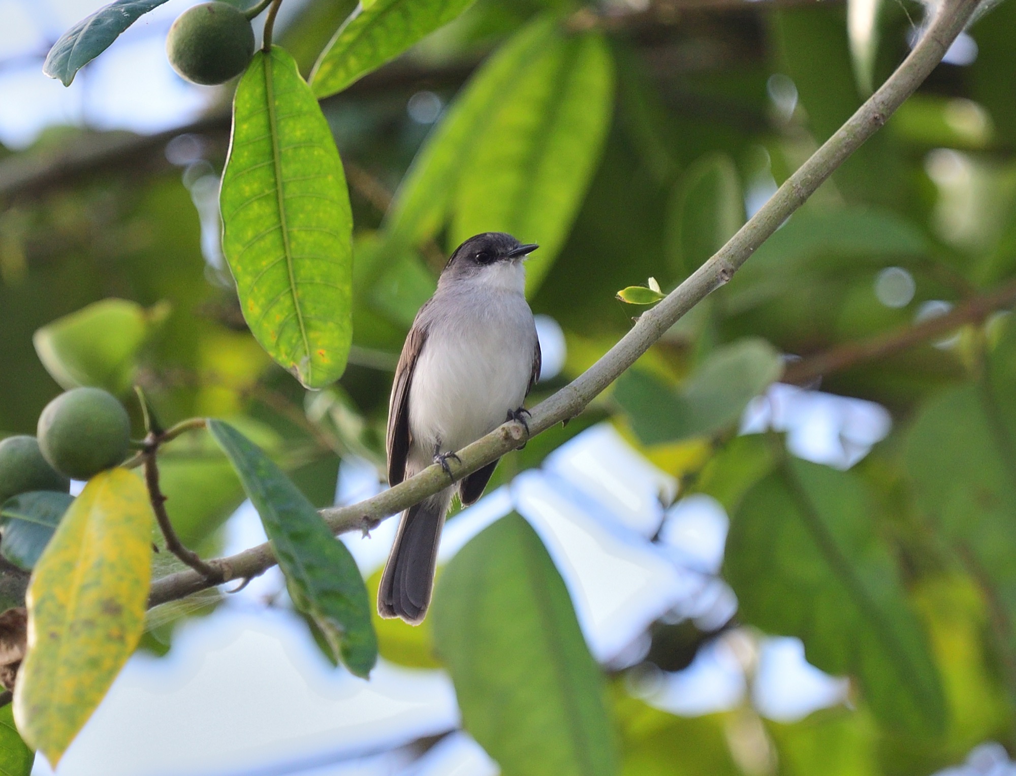 river tyrannulet