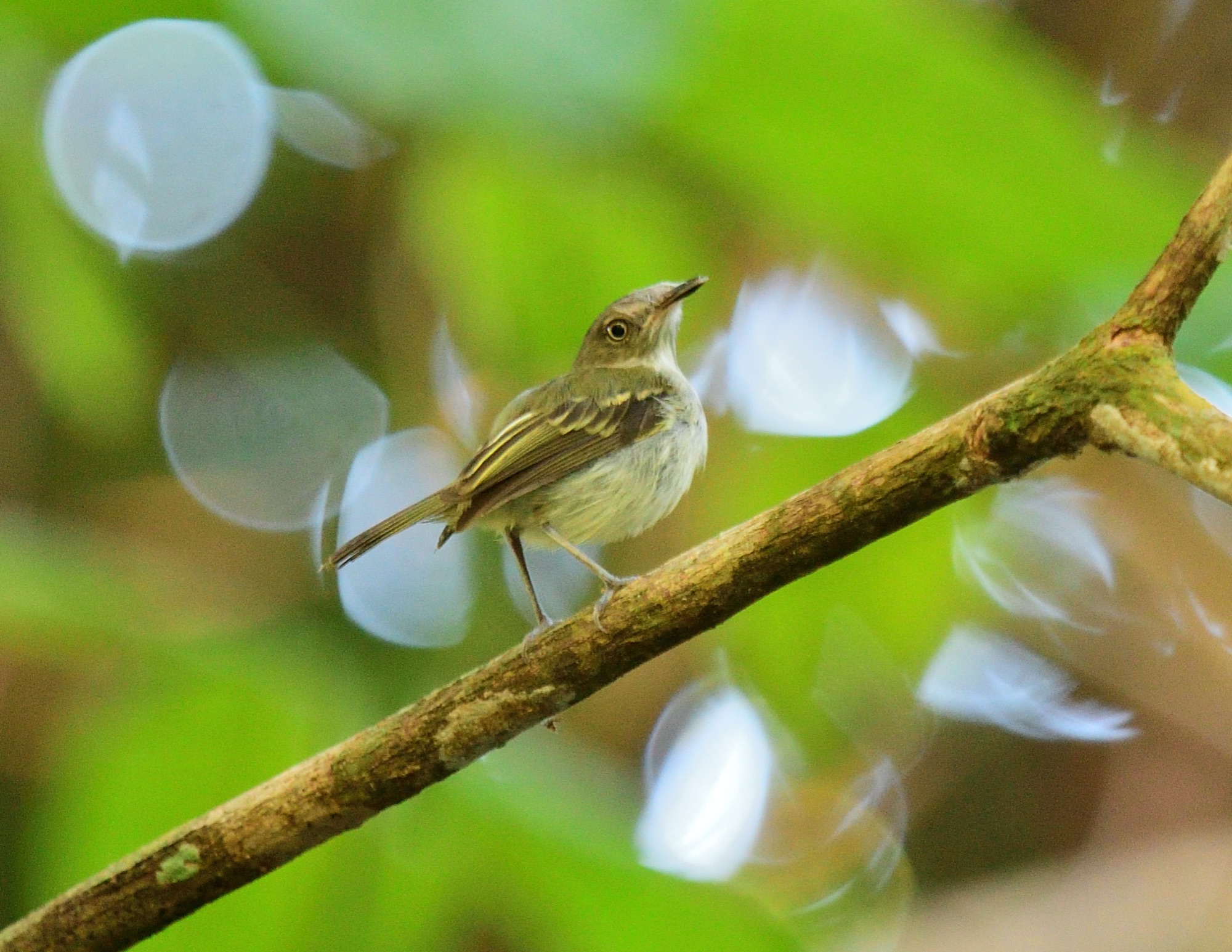 SNETHLAGE'S TODY-TYRANT