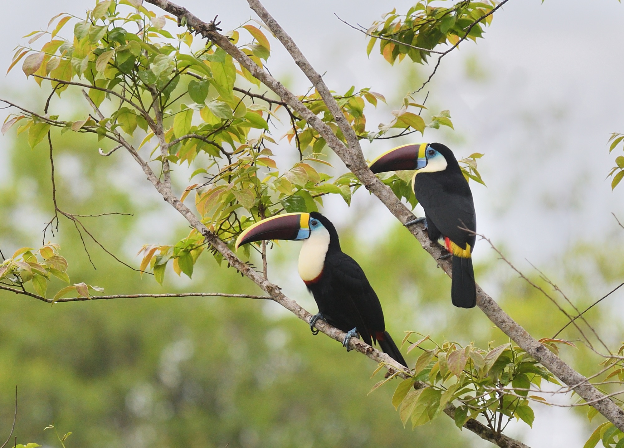 white-throated toucan