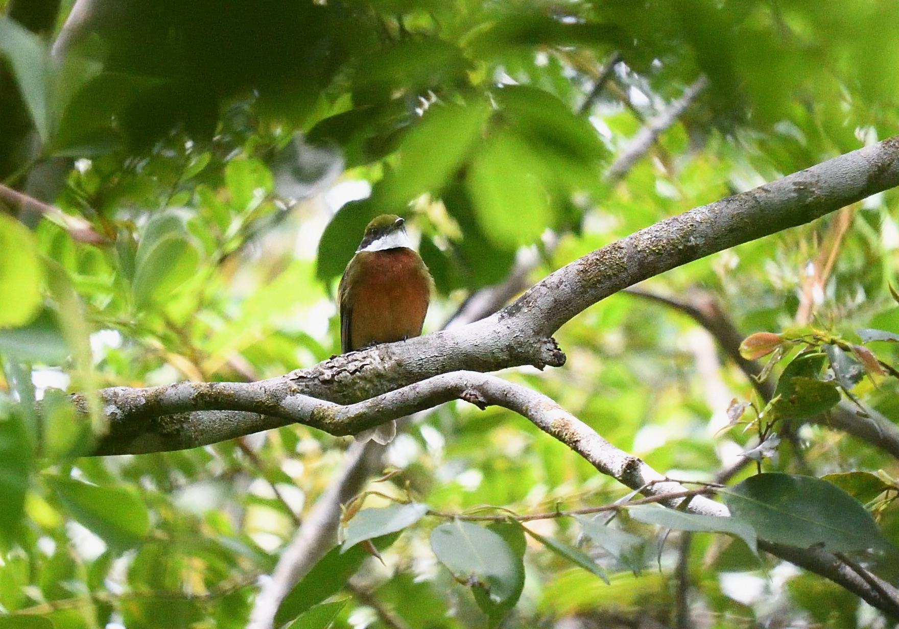 Yellow-crested Manakin