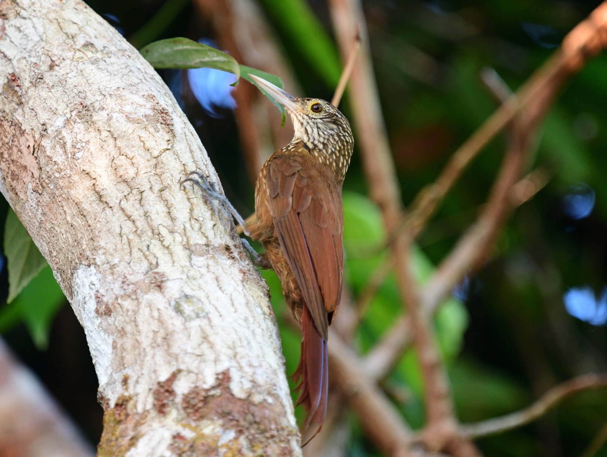 zimmer's woodcreeper