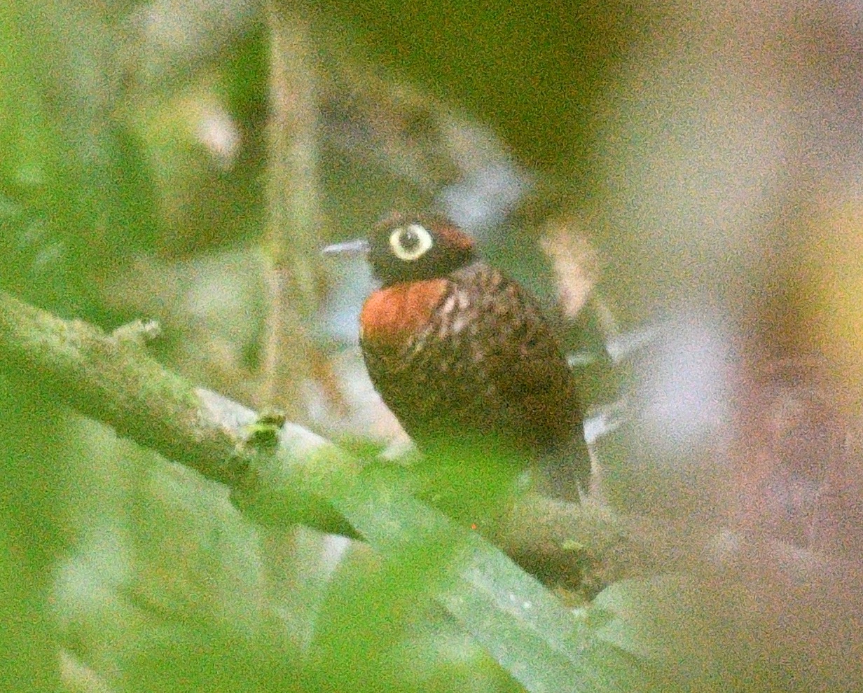 harlequin antbird