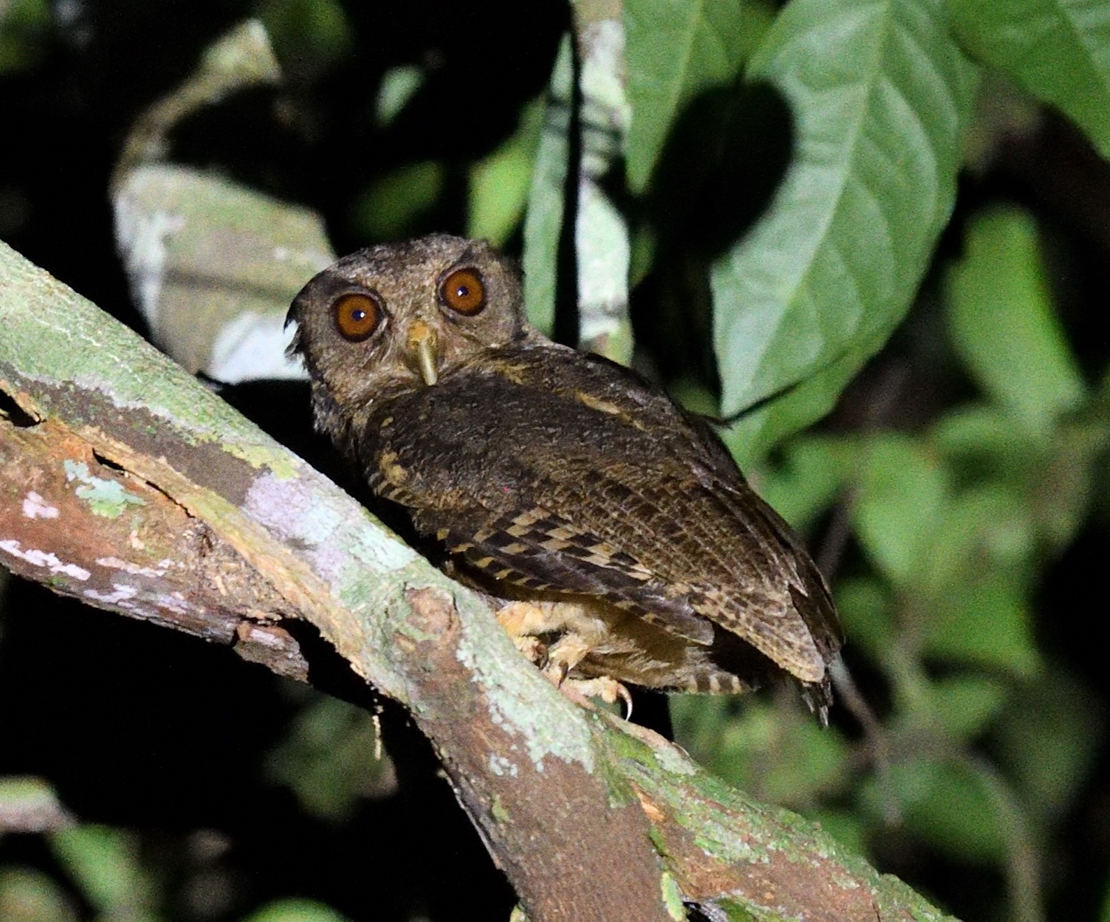 tawny-bellied screech-owl