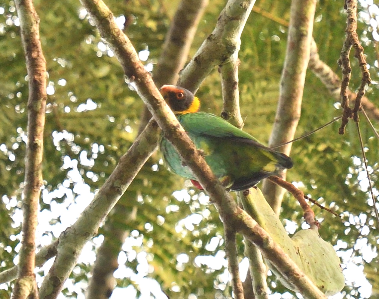 vulturine parrot