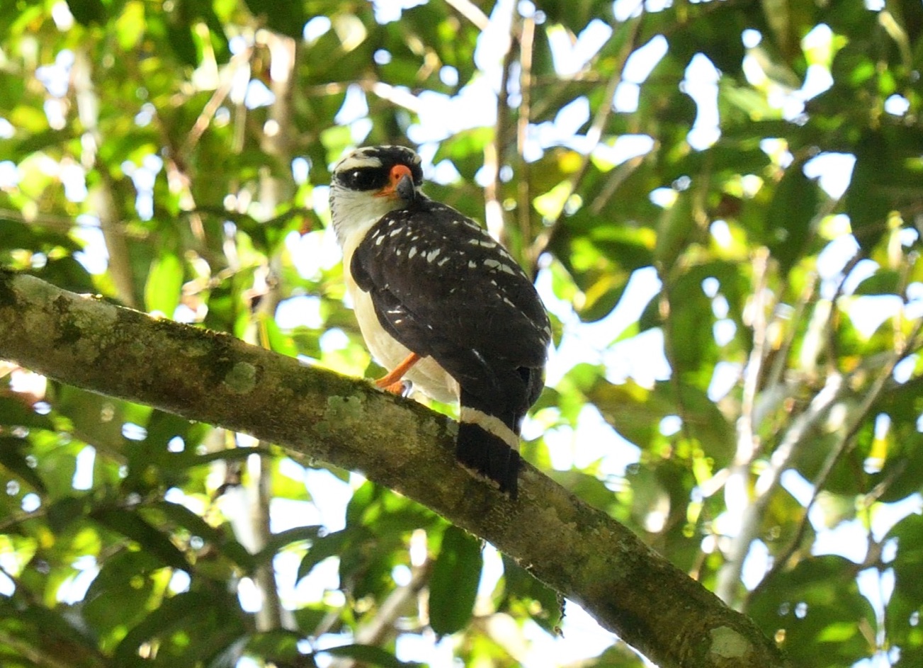 white-browed hawk