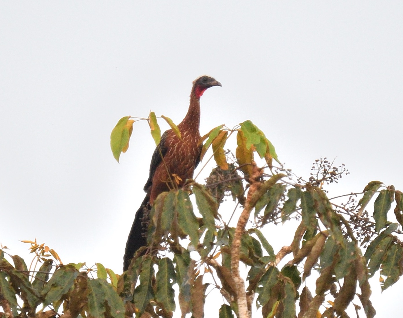 white-crested guan