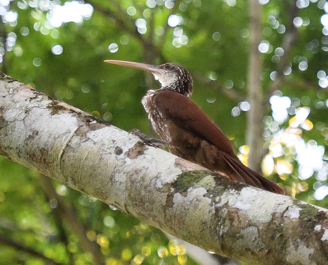 LONG-BILLED WOODCREEPER