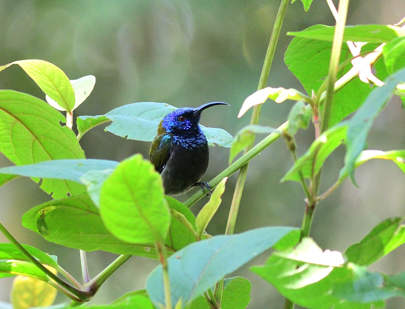 Blue-headed Sunbird