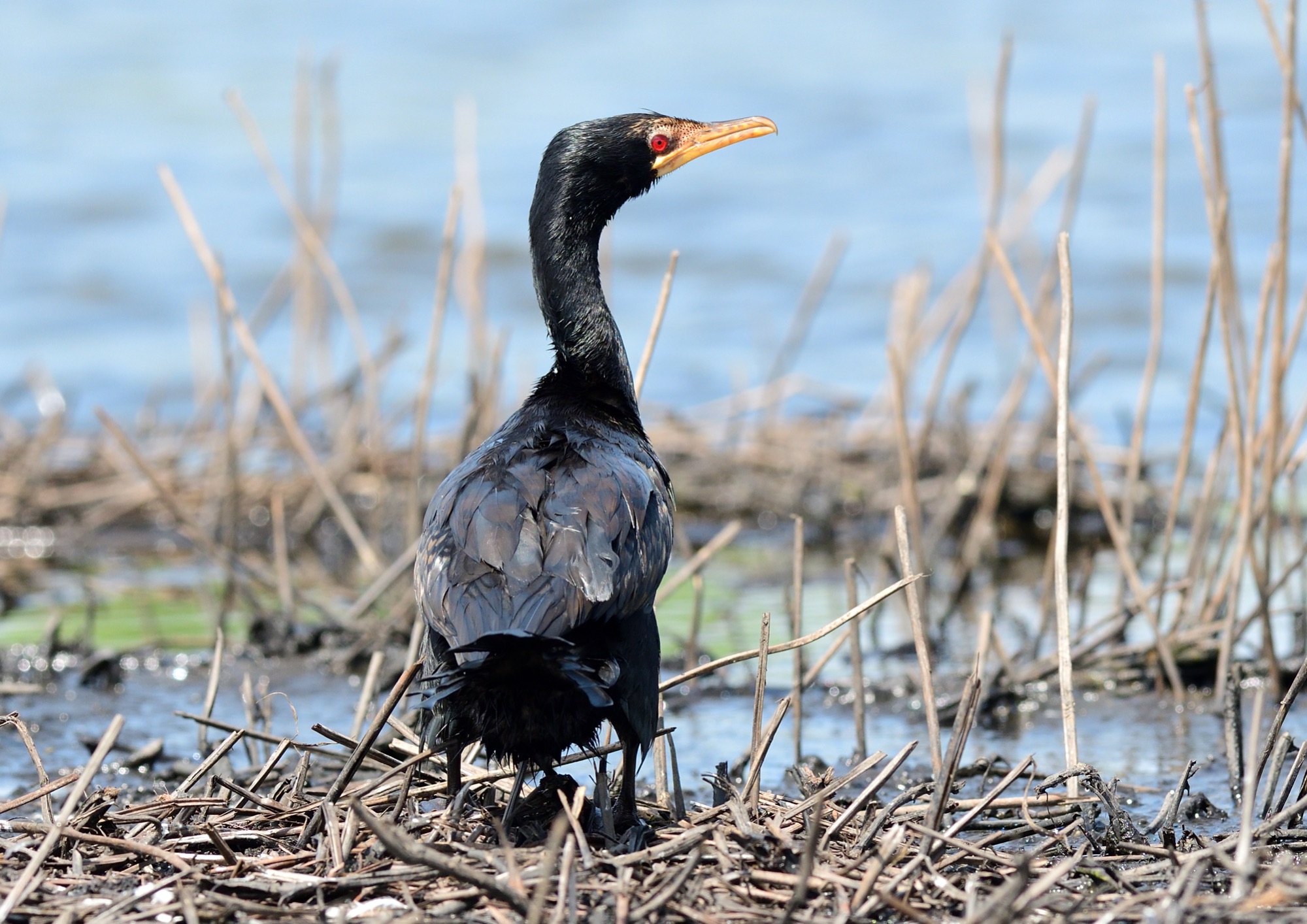 Reed Cormorant