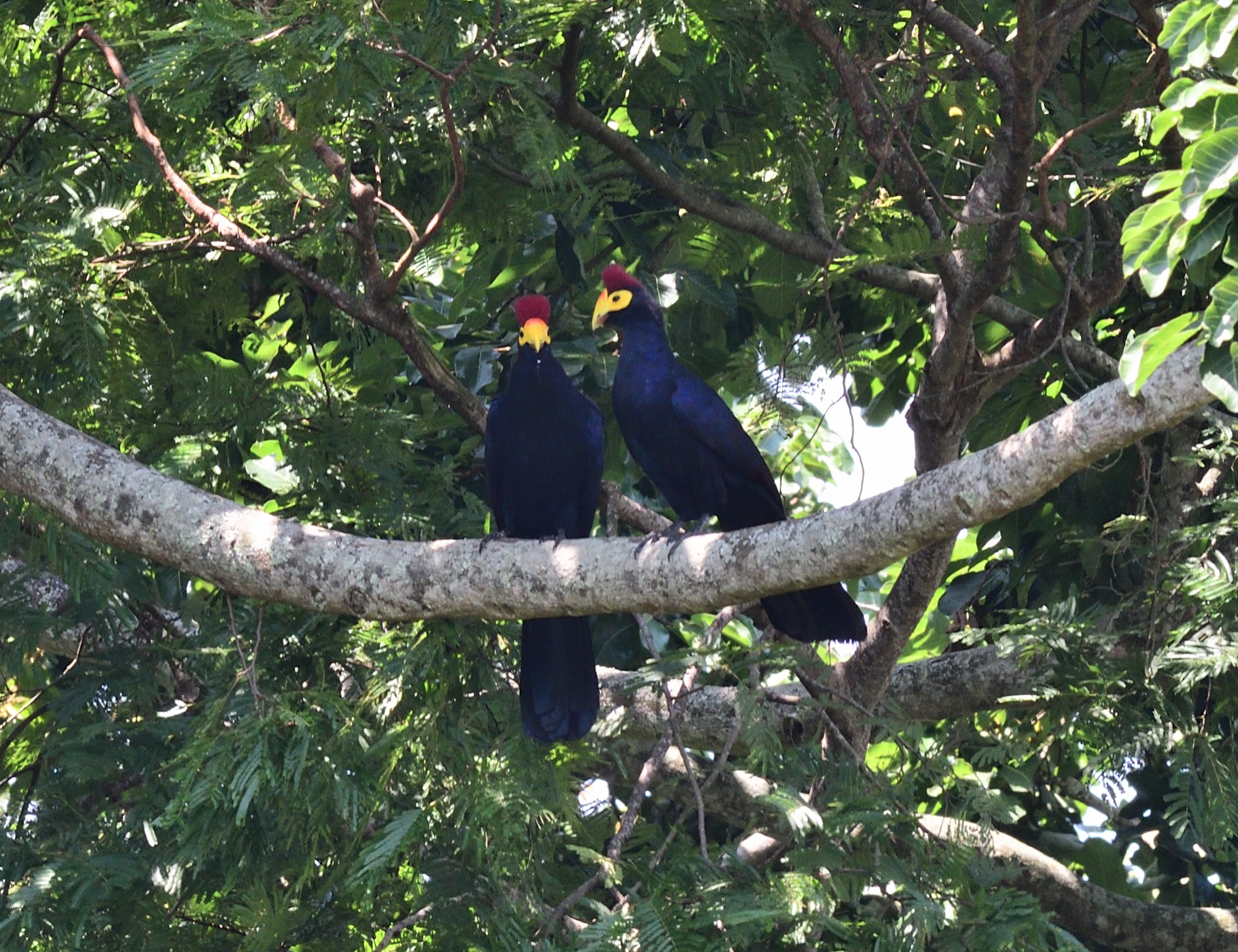 Ross's Turaco