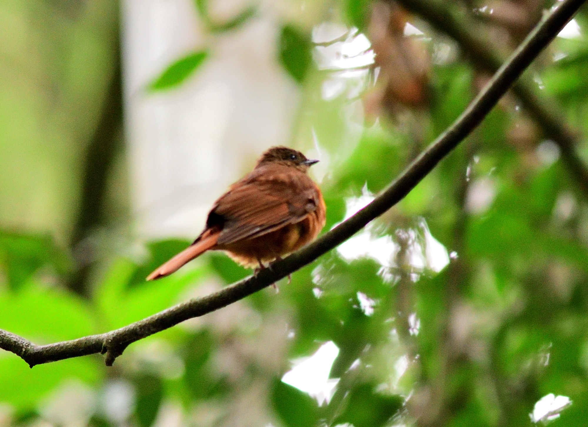 Rufous Flycatcher-Thrush