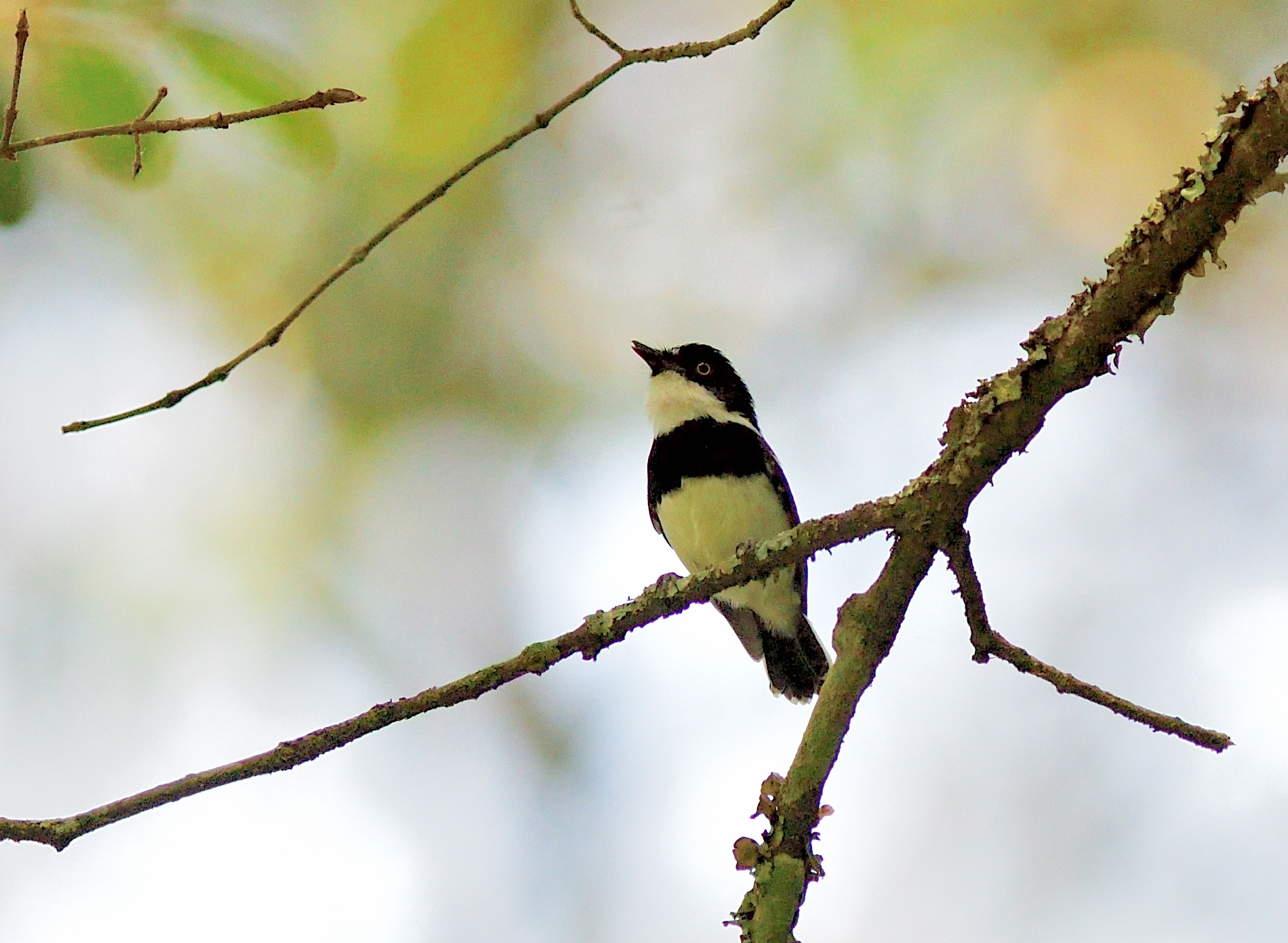 Rwenzori Batis