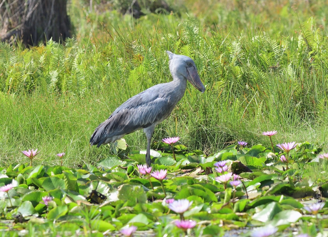 shoebill