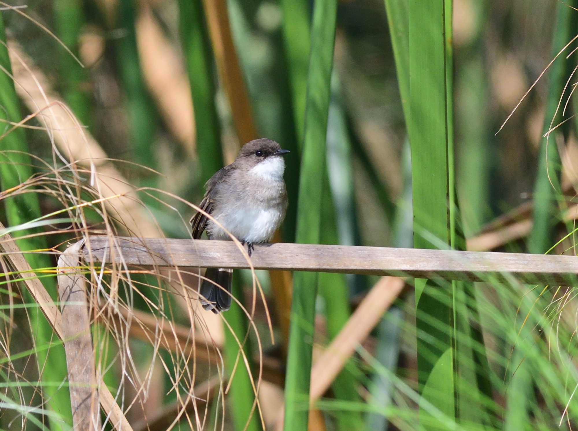 Swamp Flycatcher