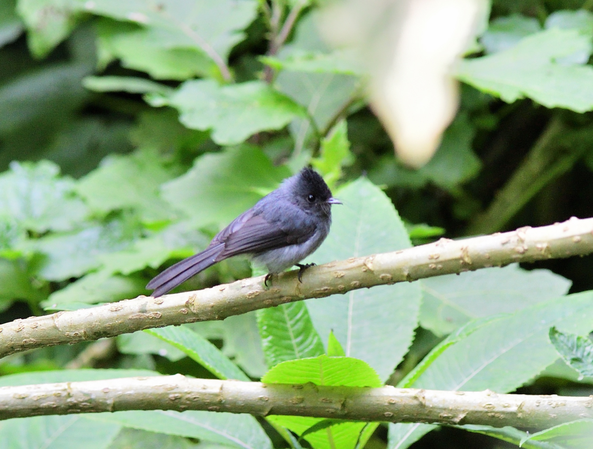 White-bellied Crested Flycatcher