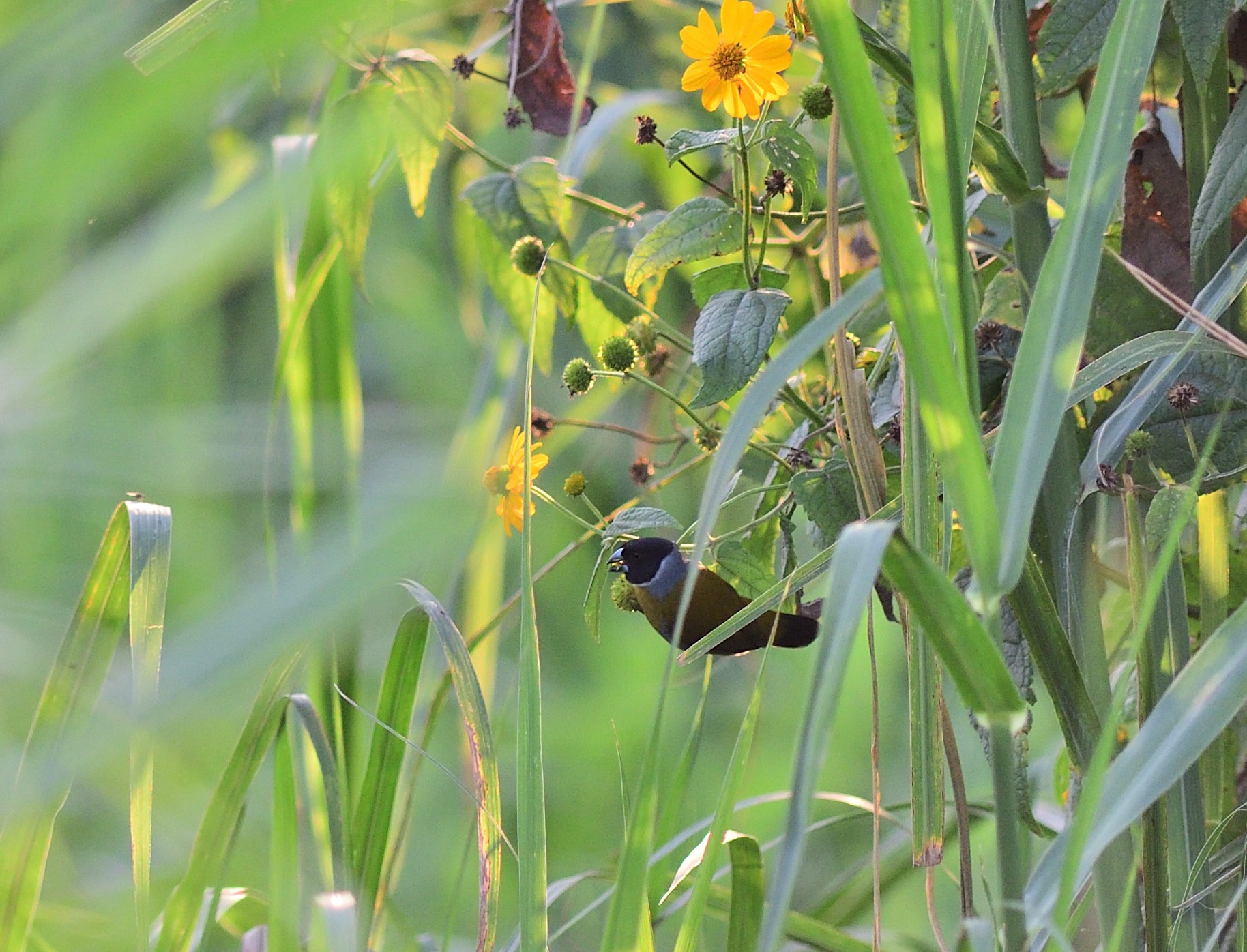 White-collared Oliveback