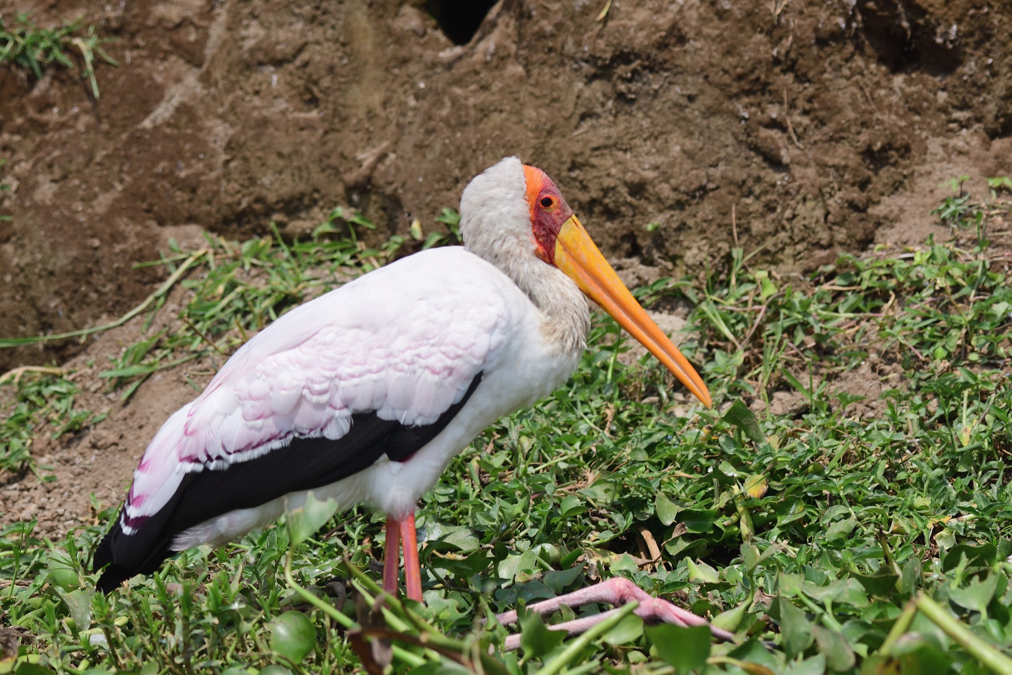 Yellow-billed Stork