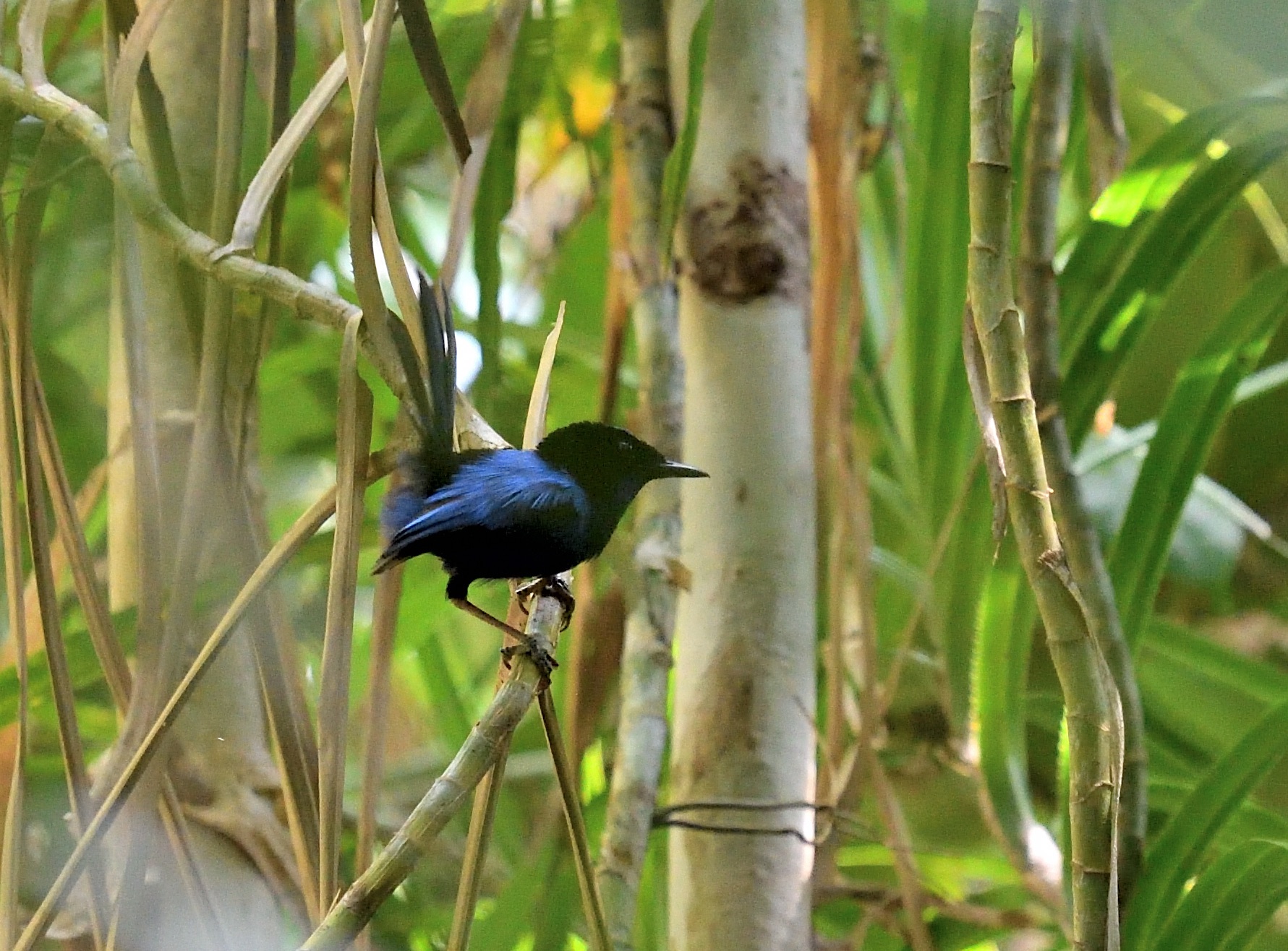 emperor fairywren