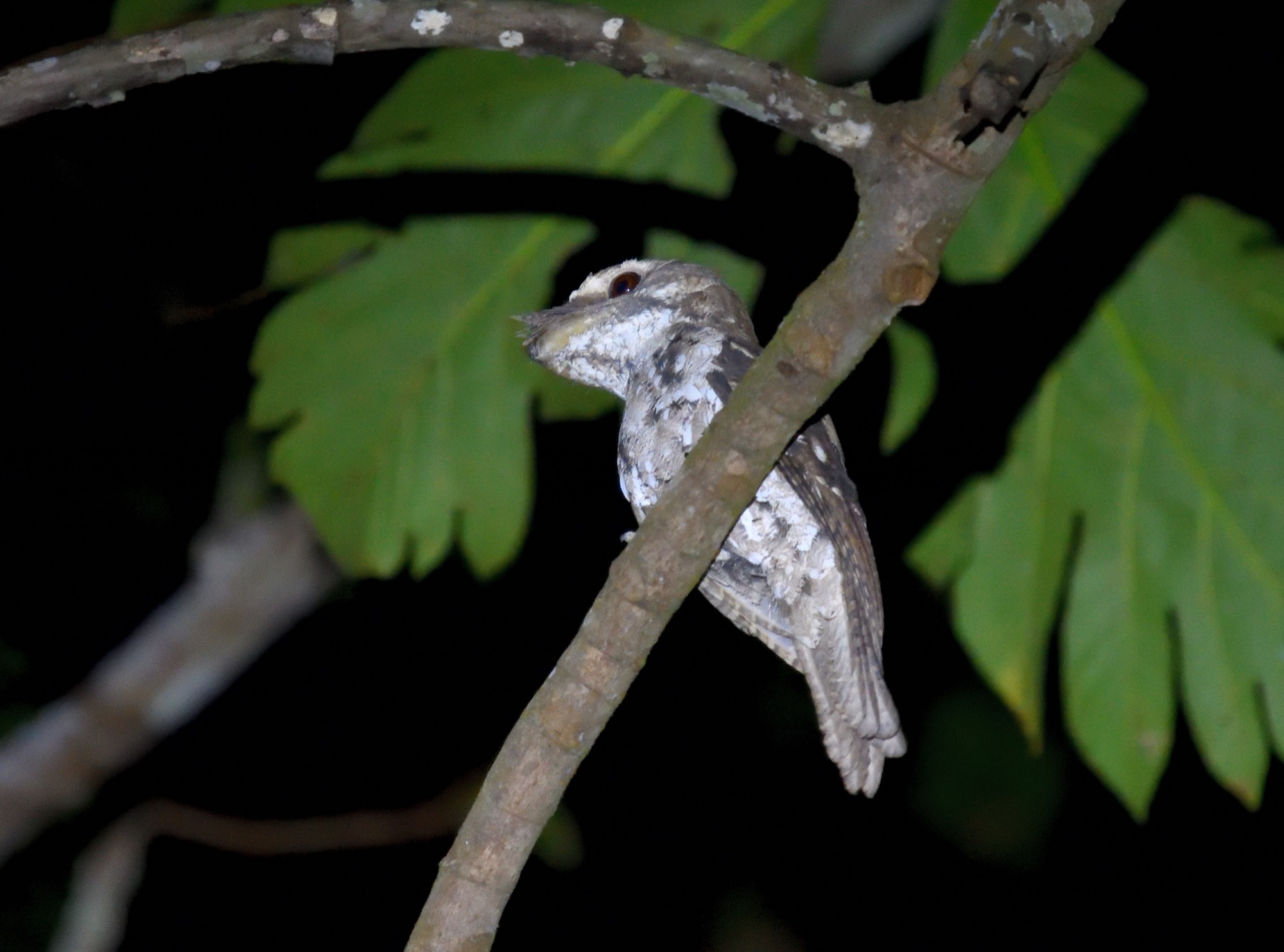 marbled frogmouth