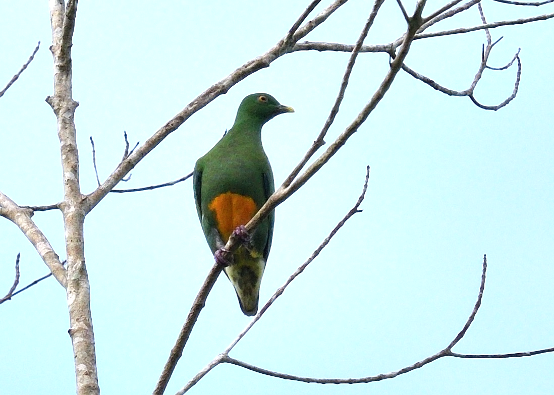 orange-bellied fruit dove