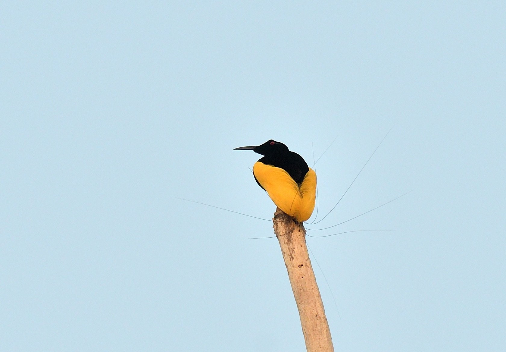 twelve-wired bird-of-paradise