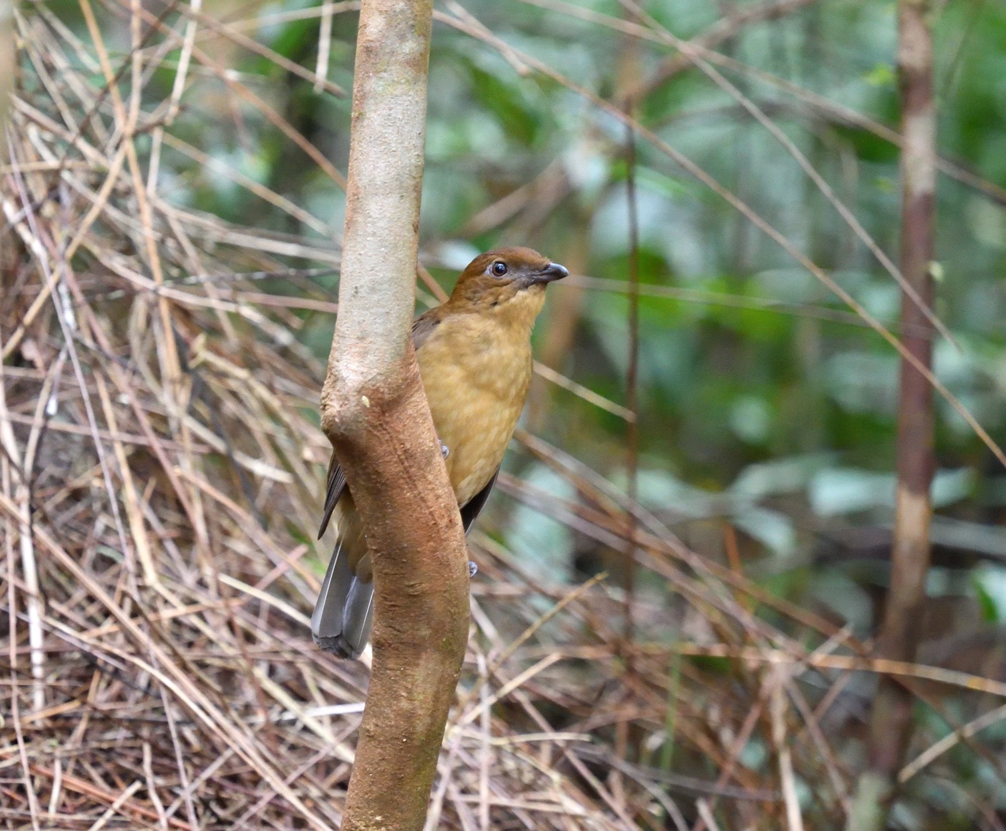 vogelkop bowerbird