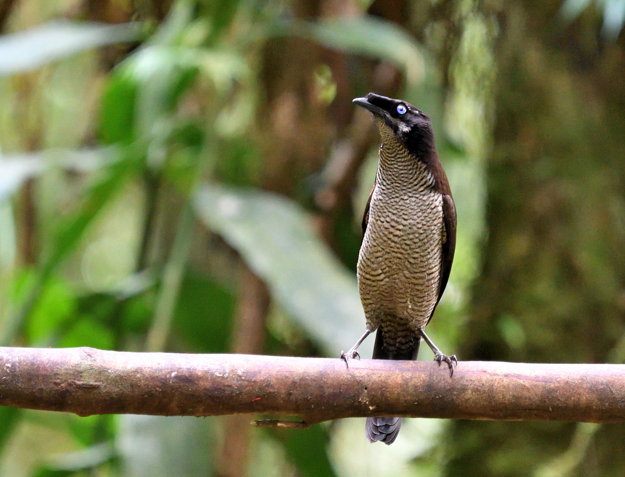 western Parotia